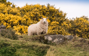 Большая пушистая овца стоит на камне