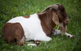 Большой козел лежит на зеленой траве
