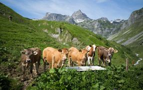 Стадо коров пасется в горах