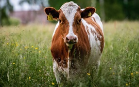 Большая домашняя корова на траве 