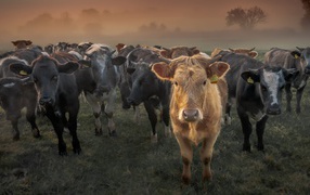 Large herd of domestic cows