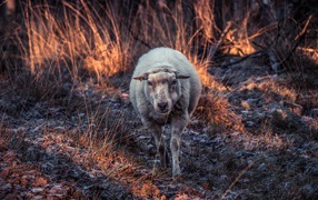 Sheep walks on frosty grass