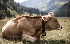 Simmental cow years in the meadow