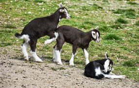 Three little little goats on the grass