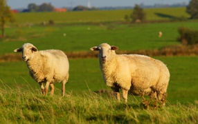 Two big fluffy sheep on green grass