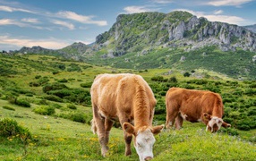 Two brown cows on a pasture in the mountains