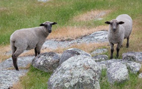 Two gray sheep walk on the grass near the stones