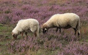 Two sheep on a field with pink flowers