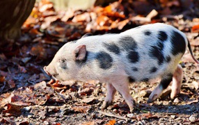Little mini pig walks in the park