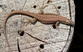 Beautiful lizard on an old tree stump