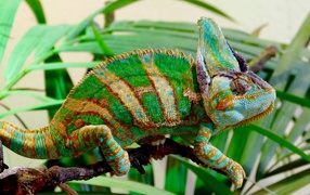 Красивый разноцветный хамелеон на ветке зеленого растения 