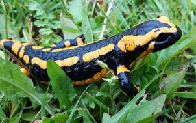 Beautiful salamander in green grass