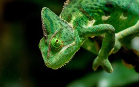 Большой зеленый хамелеон крупным планом