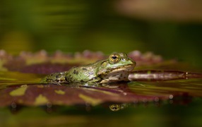 Большая зеленая лягушка на зеленом листе в воде