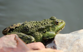 Большая зеленая жаба сидит на камне 