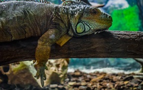 Big iguana resting on a tree