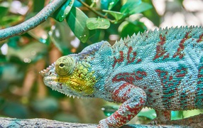 Голубая игуана сидит на ветке дерева