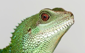 Chinese water dragon on gray background
