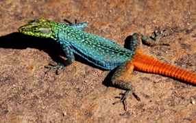 Красочная игуана сидит на камне