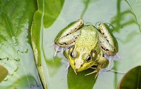 Зеленая лягушка сидит на листе в воде