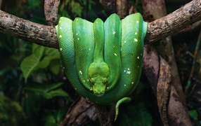 Зеленая змея висит на ветке дерева 