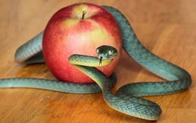 Зеленая змея с красным яблоком на столе 