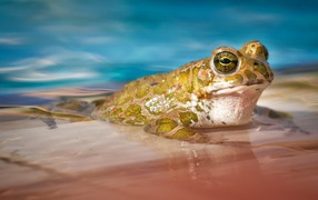 Зеленая жаба сидит в голубой воде