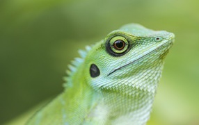 Голова зеленой хохлатой ящерицы крупным планом 