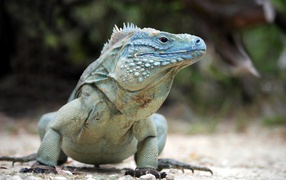Большая голубая игуана идет по земле 