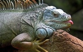 Large gray iguana with protruding tongue