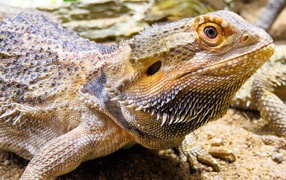 Большая колючая игуана крупным планом