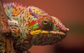 Разноцветный хамелеон сидит на ветке крупным планом