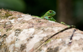 Two green lizards on a tree