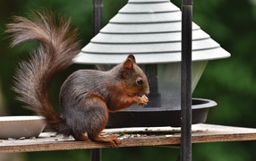 Big red squirrel gnaws food in a feeder