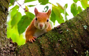 Curious red squirrel sitting on a tree branch