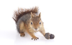 Funny squirrel with an acorn on a white background