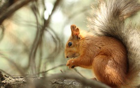 Little red fluffy squirrel sits on a tree branch