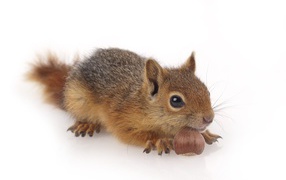 Little red squirrel with a nut on a white background