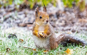 Маленькая белка на покрытой снегом траве