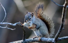 Little squirrel sits on a thin branch