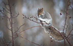 Little squirrel sitting on a tree branch