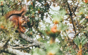 Red squirrel with a cone on a pine branch