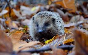 Колючий еж идет по желтой опавшей листве 