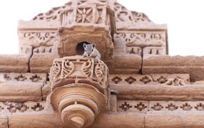 Белка сидит на старом здании 