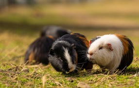 Three little guinea pigs on green grass