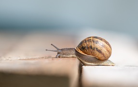Большая улитка в ракушке ползет по земле