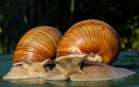 Огромные улитки ахатины