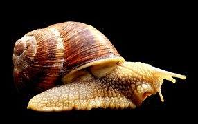 Большая улитка ахатина на черном фоне