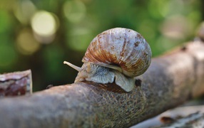 Большая улитка в ракушке на ветке дерева