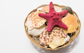Красная морская звезда и ракушки в корзине на столе 